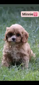 Cavapoo - Minnie