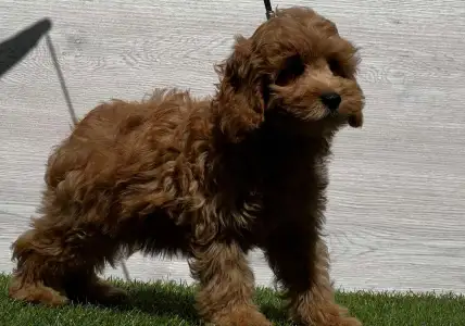 Cavapoo - Noki