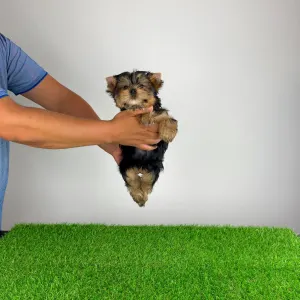 Yorkshire Terrier - Wollja