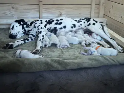 Dalmatinski pas - Aris