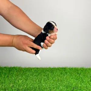 Кавалер кинг-чарльз-спаниель - Moonfire