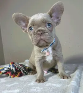 Französische Bulldogge - Clark