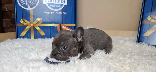 French Bulldog - Zénó 