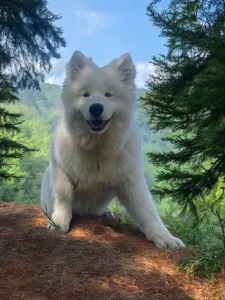 Samojede - Udo Polar-ice Of White Siberiansuny