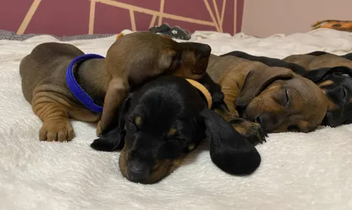 Dachshund - Mr. Orange