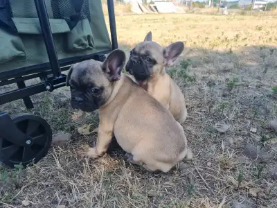 Francia bulldog - Harley