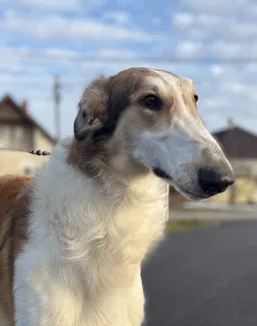 Orosz agár - Carskiy Favorit Vyigrysh 