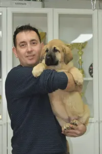 Central Asia Shepherd Dog - Jaku