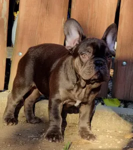 Französische Bulldogge - Amigo
