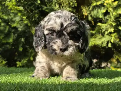 Cavapoo - Merida