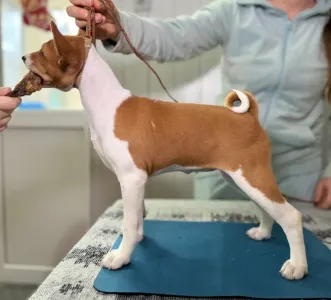 Basenji - Red&white Girl Name- Ona Lucky Alien 