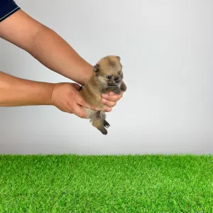 Szpic miniaturowy - Rixi