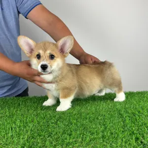 Pembroke Welsh Corgi - Ripley