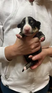 Entlebucher - Glee Helvétsky Priateľ