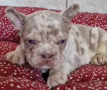 French Bulldog - New Shade Isabella Merle Tan Boy