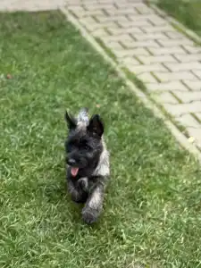 Cairn Terrier - Smashing Hearts