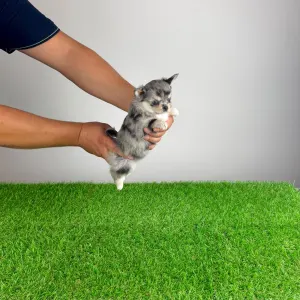 Chihuahua - Lindsay