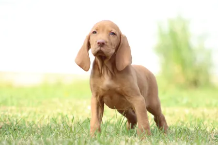 Rövidszőrű magyar vizsla - Rabló