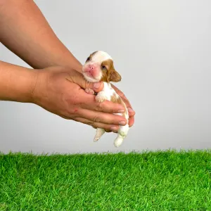 Cavalier King Charles Spaniel - Kyrill