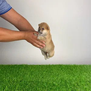 Shiba Inu - Vee