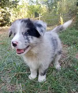 Border collie - Border Dreamworld Gabby