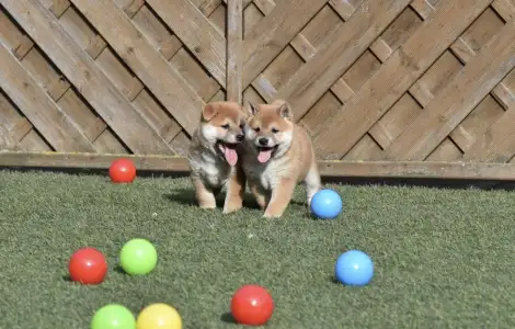 Shiba - Bravados Fumio