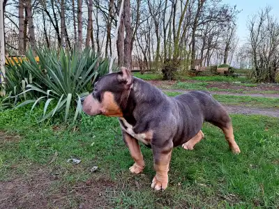 Amerikai Bully - Pocket - Captain