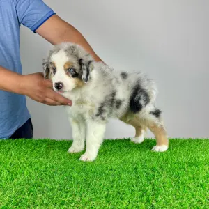 Australian Shepherd - Vondo