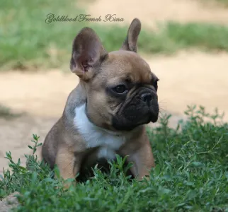 Francuski buldog - Xina