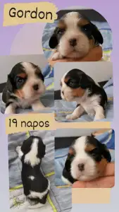 Cavalier King Charles spániel - Gordon