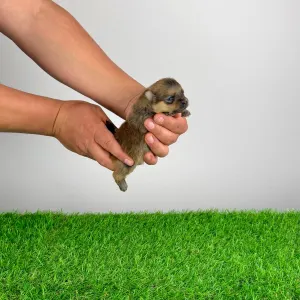 German Pomeranian Spitz - Cheddar