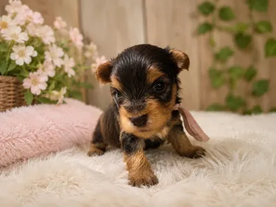 Yorkshire Terrier - Léna