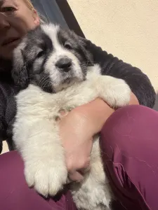 Pyrenäen-Mastiff - Mount Hargita Boby