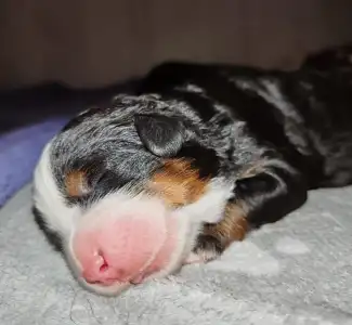 Bernese Mountain Dog - Loren