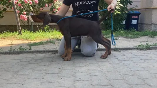 Dobermann - Bear Di Bomanite
