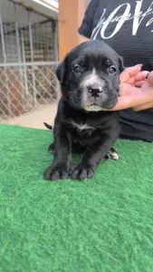 Cane Corso - Ezra