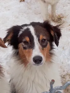 Ausztrál juhászkutya - Dailos Presious Little Diamond