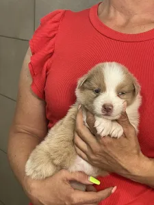 Border Collie - Bueno/lila Sable Merle Szuka