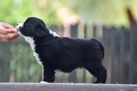 Miniatűr amerikai juhászkutya - Winstead Raspberry Tale