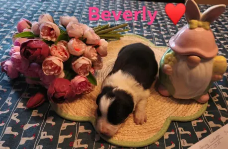 Border Collie - Beverly