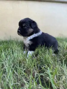 Australian Shepherd - Honour For The Brave Denver