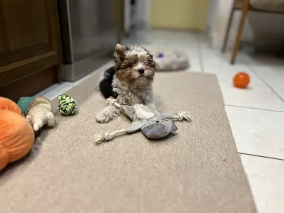 Бивер-йоркширский терьер - Quartz