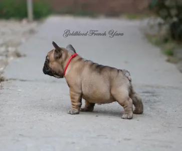Francia bulldog - Yara