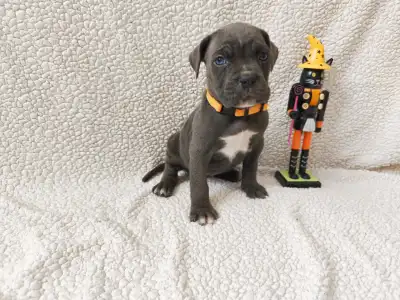 Cane Corso Italiano - Forza Di Diavolo Denerys