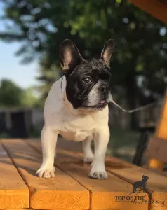 Francia bulldog - Imobile