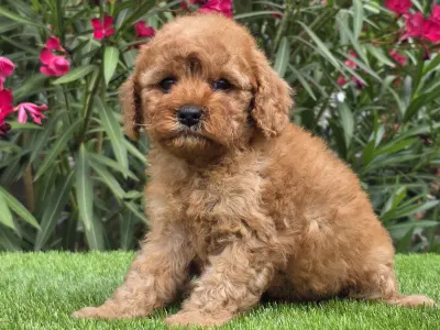 Cavapoo - Johanna