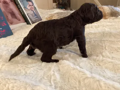 Lagotto Romagnolo - Bizsu