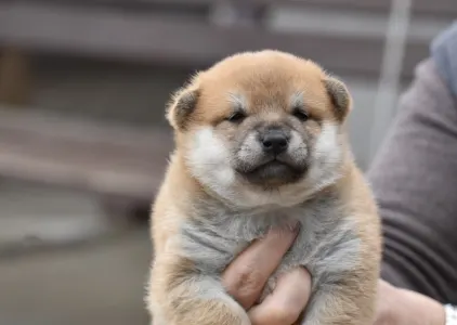 Shiba - Bravados F
