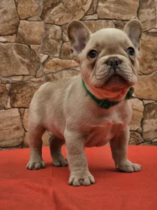 Französische Bulldogge - Daniel