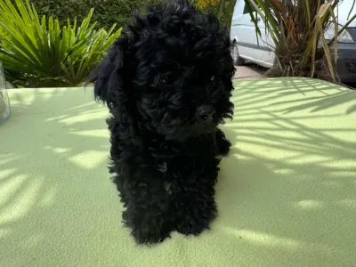 Maltipoo - Super Black